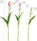 Artificial Pink Tulips, 10pcs Real Touch Faux Latex Tulips, 15.3" Stems, Wrinkle Resistant, Perfect for Home, Parties, Weddings